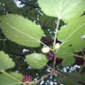 Meet your Posher, Suzanne